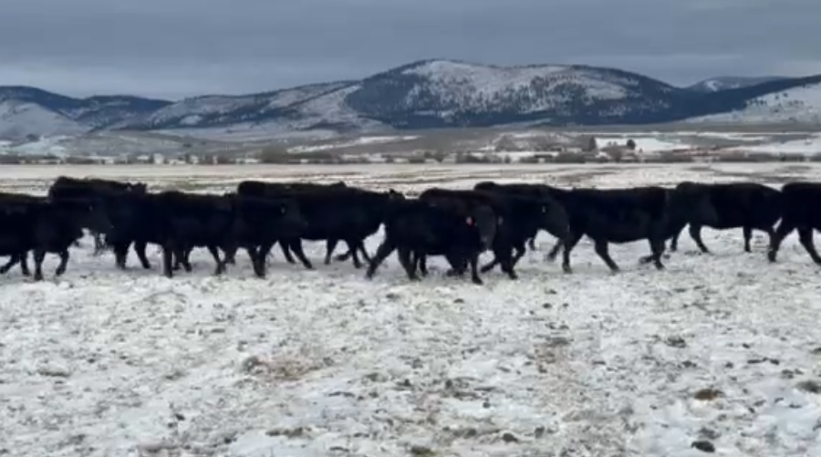 Just a real fancy set of cattle.-BC106B6